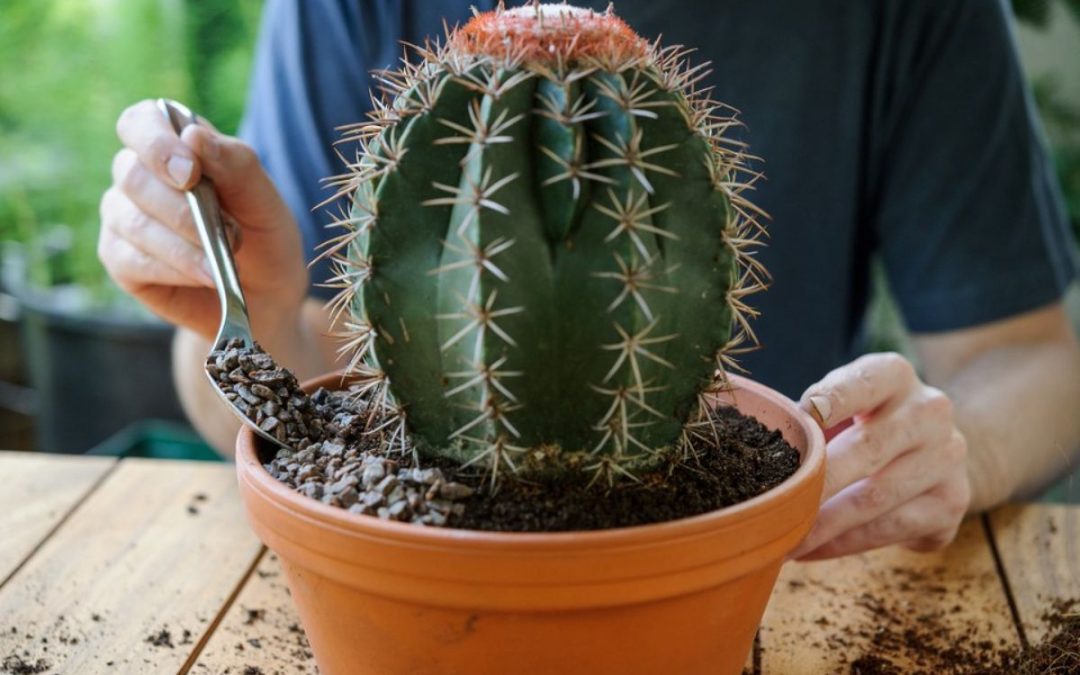 Cactus Fertilizer: The Ultimate Guide to Selection and Application